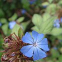Ceratostigma willmotianum fleur P12